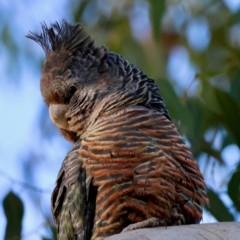 Callocephalon fimbriatum at Hughes, ACT - 26 May 2024