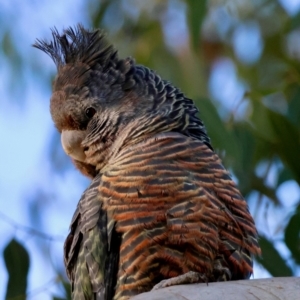 Callocephalon fimbriatum at Hughes, ACT - 26 May 2024