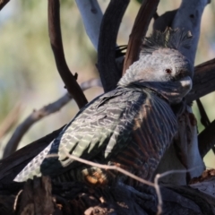 Callocephalon fimbriatum at Hughes, ACT - suppressed