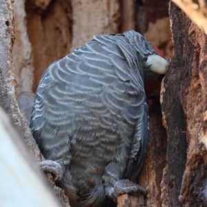 Callocephalon fimbriatum at Hughes, ACT - 26 May 2024