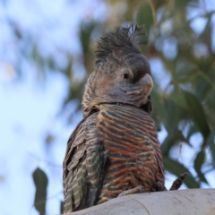 Callocephalon fimbriatum at Hughes, ACT - 26 May 2024