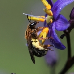 Unidentified Bee (Hymenoptera, Apiformes) at Keiraville, NSW - 14 Oct 2022 by PaperbarkNativeBees