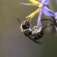 Lipotriches (Austronomia) australica at Keiraville, NSW - 14 Oct 2022 by PaperbarkNativeBees