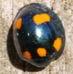 Orcus australasiae (Orange-spotted Ladybird) at Freshwater Creek, VIC - 6 Jun 2023 by WendyEM