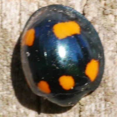Orcus australasiae (Orange-spotted Ladybird) at WendyM's farm at Freshwater Ck. - 6 Jun 2023 by WendyEM