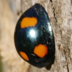 Orcus australasiae at WendyM's farm at Freshwater Ck. - 6 Jun 2023