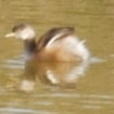 Tachybaptus novaehollandiae (Australasian Grebe) at WendyM's farm at Freshwater Ck. - 5 Jun 2023 by WendyEM