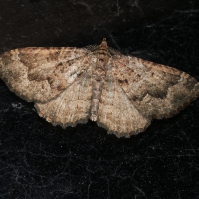 Visiana brujata (Brujata Carpet) at Freshwater Creek, VIC - 8 Jun 2023 by WendyEM