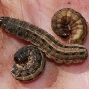 Proteuxoa sanguinipuncta at WendyM's farm at Freshwater Ck. - 18 Jun 2023