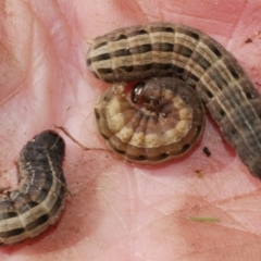 Proteuxoa sanguinipuncta at WendyM's farm at Freshwater Ck. - 18 Jun 2023