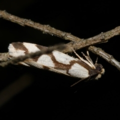 Chiriphe dichotoma (Reticulated Footman) at WendyM's farm at Freshwater Ck. - 20 Jun 2023 by WendyEM