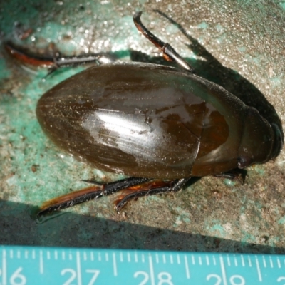 Unidentified Water beetle (several families) at WendyM's farm at Freshwater Ck. - 15 Jun 2023 by WendyEM