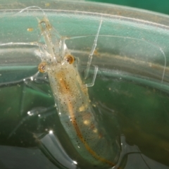 Unidentified Other Crustacean at Freshwater Creek, VIC - 15 Jun 2023 by WendyEM