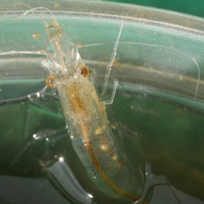 Unidentified Other Crustacean at Freshwater Creek, VIC - 15 Jun 2023 by WendyEM