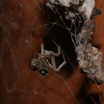 Philoponella congregabilis (Social house spider) at WendyM's farm at Freshwater Ck. - 15 Jun 2023 by WendyEM
