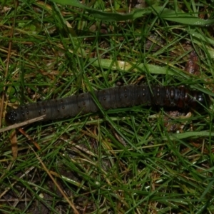 Hepialidae (family) at WendyM's farm at Freshwater Ck. - 4 Jun 2023 11:47 AM