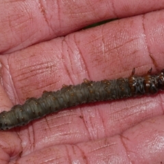 Hepialidae (family) at WendyM's farm at Freshwater Ck. - 4 Jun 2023 11:47 AM