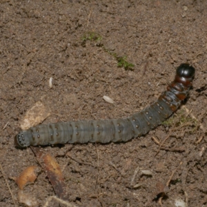 Hepialidae (family) at WendyM's farm at Freshwater Ck. - 4 Jun 2023 11:47 AM