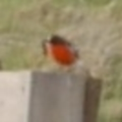 Petroica phoenicea (Flame Robin) at WendyM's farm at Freshwater Ck. - 19 Jul 2023 by WendyEM