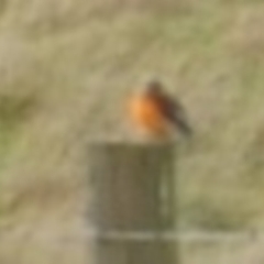 Petroica phoenicea at WendyM's farm at Freshwater Ck. - 19 Jul 2023 03:13 PM