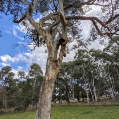 Eucalyptus blakelyi (Blakely's Red Gum) at Kambah, ACT - 31 Jul 2021 by HelenCross
