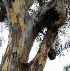 Eucalyptus blakelyi at Lions Youth Haven - Westwood Farm A.C.T. - 31 Jul 2021