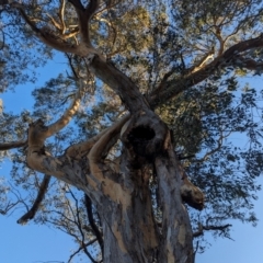 Eucalyptus blakelyi (Blakely's Red Gum) at Kambah, ACT - 23 Jul 2023 by HelenCross