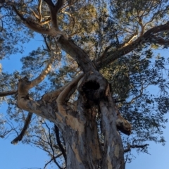 Eucalyptus blakelyi (Blakely's Red Gum) at Lions Youth Haven - Westwood Farm A.C.T. - 23 Jul 2023 by HelenCross