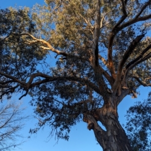 Eucalyptus blakelyi at Lions Youth Haven - Westwood Farm A.C.T. - 23 Jul 2023