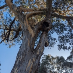 Eucalyptus blakelyi at Lions Youth Haven - Westwood Farm A.C.T. - 23 Jul 2023