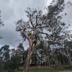Eucalyptus blakelyi (Blakely's Red Gum) at Kambah, ACT - 13 Dec 2023 by HelenCross