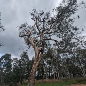 Eucalyptus blakelyi at Kambah, ACT by HelenCross