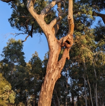 Eucalyptus blakelyi (Blakely's Red Gum) at Kambah, ACT - 24 Apr 2024 by HelenCross