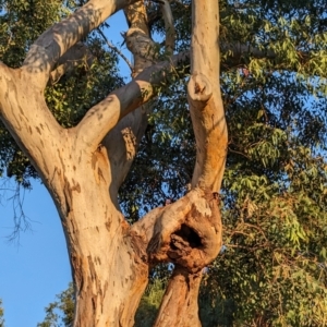 Eucalyptus blakelyi at Lions Youth Haven - Westwood Farm A.C.T. - 25 Apr 2024