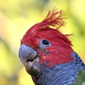 Callocephalon fimbriatum at Forrest, ACT - 10 Mar 2024