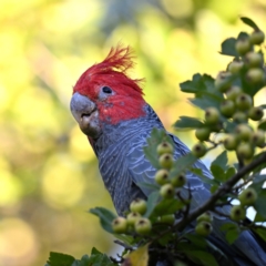 Callocephalon fimbriatum at Forrest, ACT - 10 Mar 2024