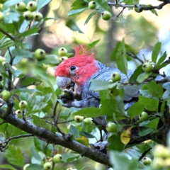 Callocephalon fimbriatum at Forrest, ACT - 10 Mar 2024