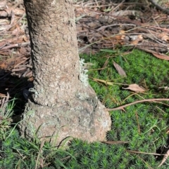 Eucalyptus radiata subsp. radiata at Wingecarribee Local Government Area - 29 May 2024 by Anna631