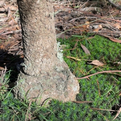 Eucalyptus radiata subsp. radiata (Narrow-leaved Peppermint) at Penrose, NSW - 22 May 2024 by Anna631