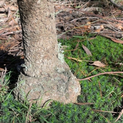 Eucalyptus radiata subsp. radiata (Narrow-leaved Peppermint) at Penrose State Forest - 22 May 2024 by Anna631