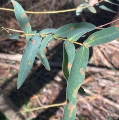 Eucalyptus radiata subsp. radiata at Wingecarribee Local Government Area - 22 May 2024