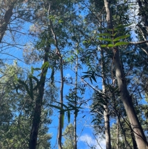 Eucalyptus radiata subsp. radiata at Wingecarribee Local Government Area - 22 May 2024