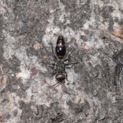 Unidentified Velvet Ant (Mutillidae) at Throsby, ACT - 28 May 2024 by TimL