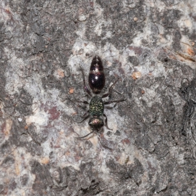 Unidentified Velvet Ant (Mutillidae) at Mulligans Flat - 28 May 2024 by TimL