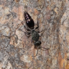 Mutillidae (family) at Mulligans Flat - 28 May 2024 02:50 PM