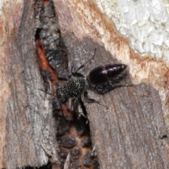 Mutillidae (family) at Mulligans Flat - 28 May 2024