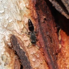 Mutillidae (family) at Mulligans Flat - 28 May 2024