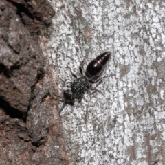 Mutillidae (family) at Mulligans Flat - 28 May 2024 02:50 PM