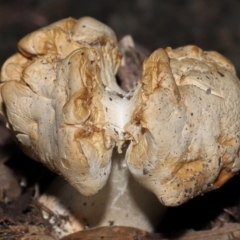 Unidentified Cap on a stem; gills below cap [mushrooms or mushroom-like] at Acton, ACT - 27 May 2024 by TimL