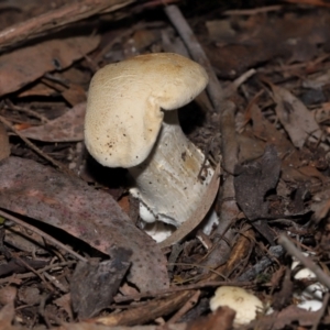 Unidentified Cap on a stem; gills below cap [mushrooms or mushroom-like] at Acton, ACT by TimL